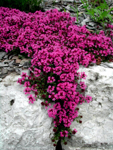 Red Creeping Thyme Seeds, Groundcover Seeds, Heirloom Non-GMO Seeds, 500ct