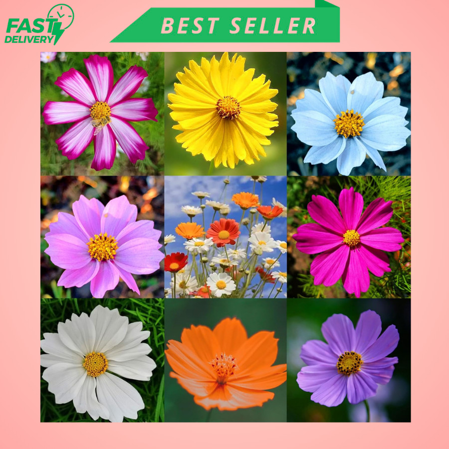 2000Pcs Mixed Cosmos Seeds for Planting, Rare Perennial Cosmos Flower Seeds, Hei