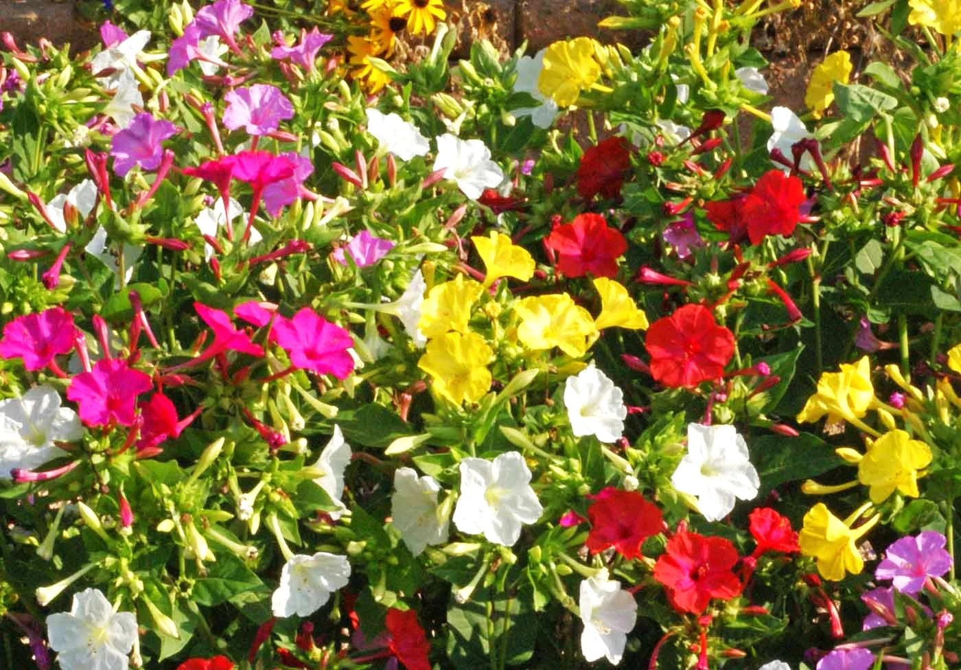 Solid Colors Mix Four O’ Clock Seeds | Mirabilis Rainbow Mixed Flower Seed 2025