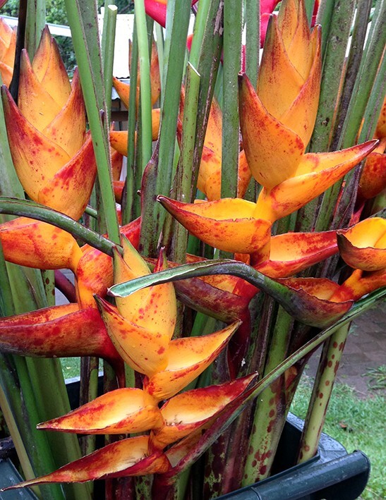 10 SPLASH (Heliconia champneiana) SEEDS Lobster Claw Flower Banana Like Rare