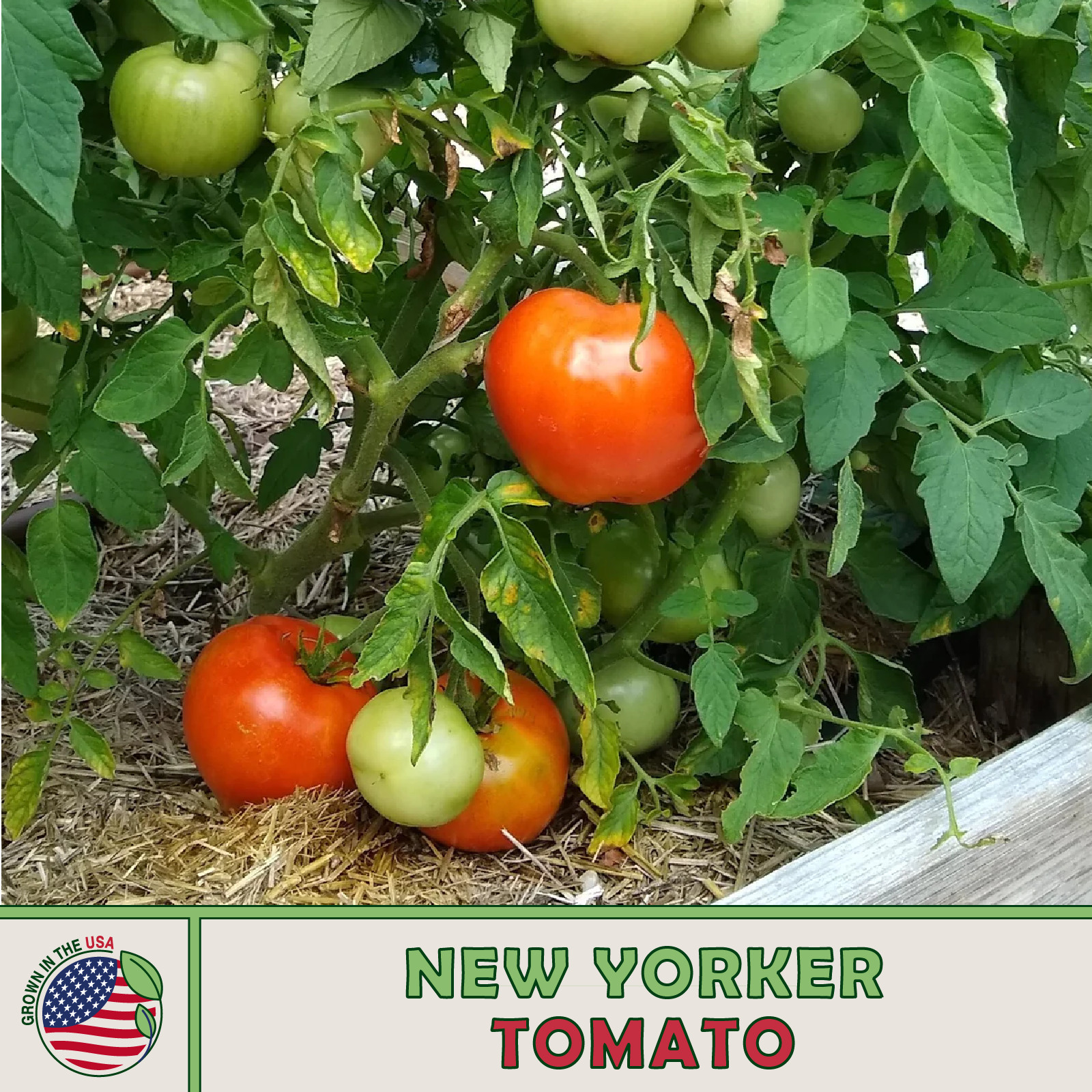 10 New Yorker Tomato Seeds, Heirloom, Cold Tolerant, Non-GMO, Genuine USA