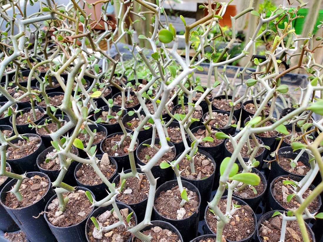 Decarya madagascariensis – Zig Zag Plant – Madagascar – 1 NON-ROOTED CUTTING