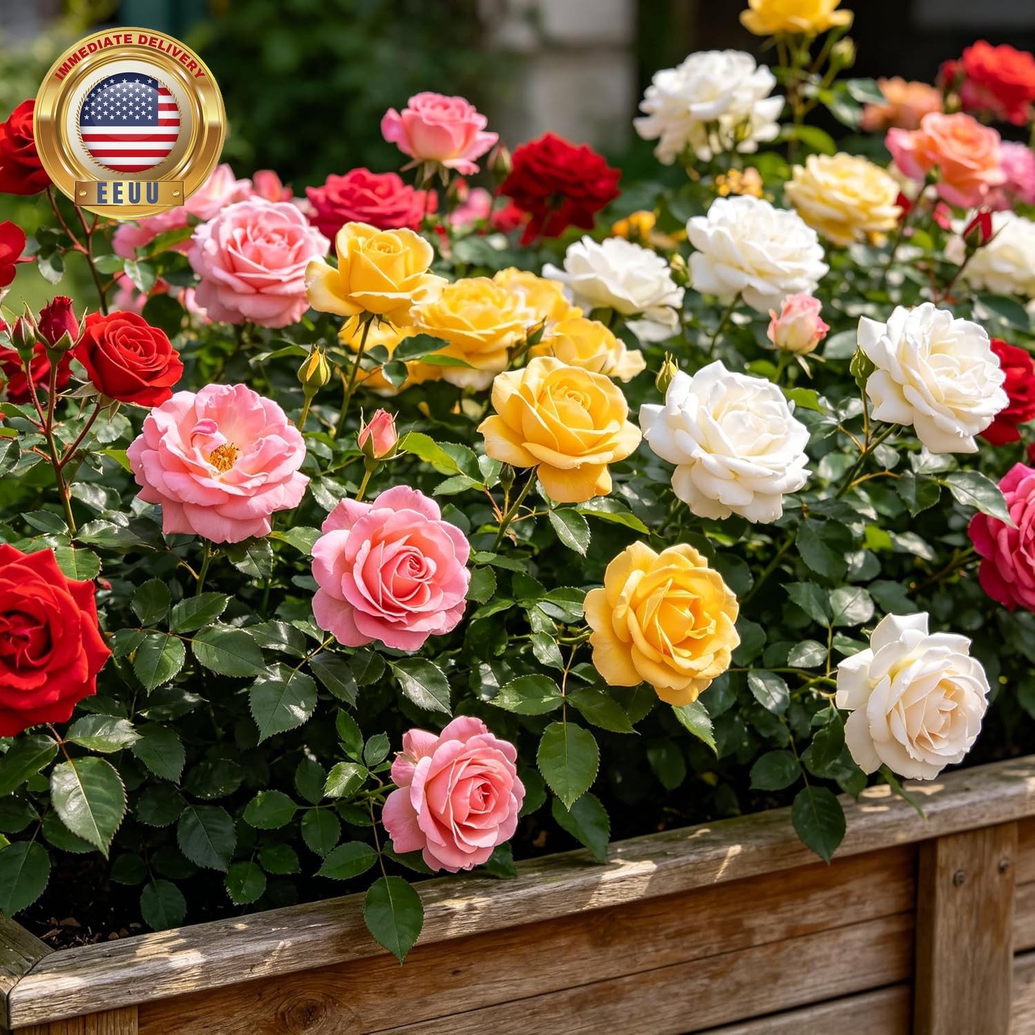 Carpetc 300+ Mixed Rose Seeds for Planting, Fragrant Perennial Shrub, Rosa Flowe