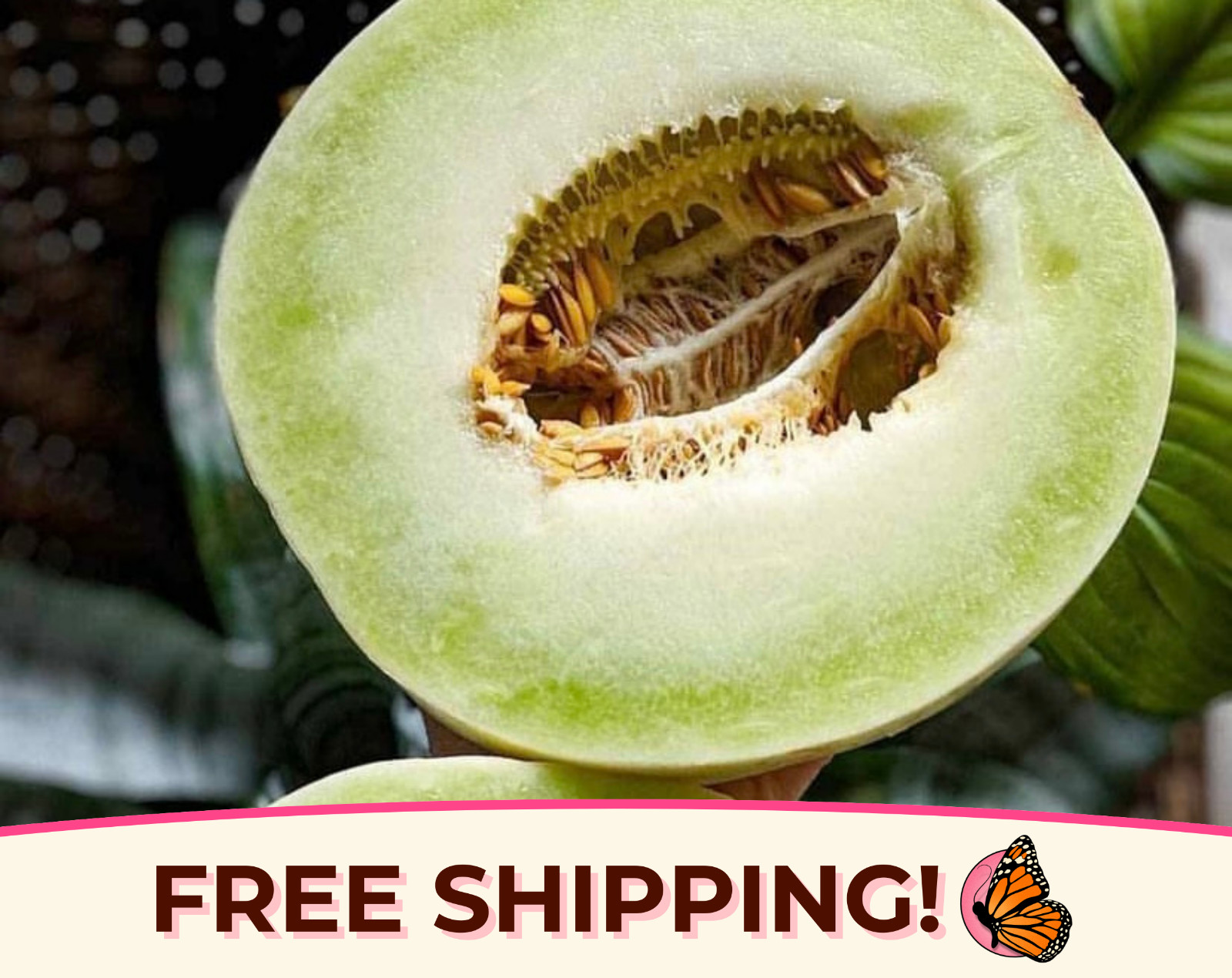 130+ Green Honeydew Melon Fruit Seeds | Heirloom, Non-GMO, Gardening Seed Packet