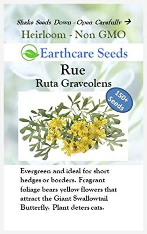 150 Open Pollinated Rue Seeds – Attracts Swallowtail Butterflies & Deters Cats
