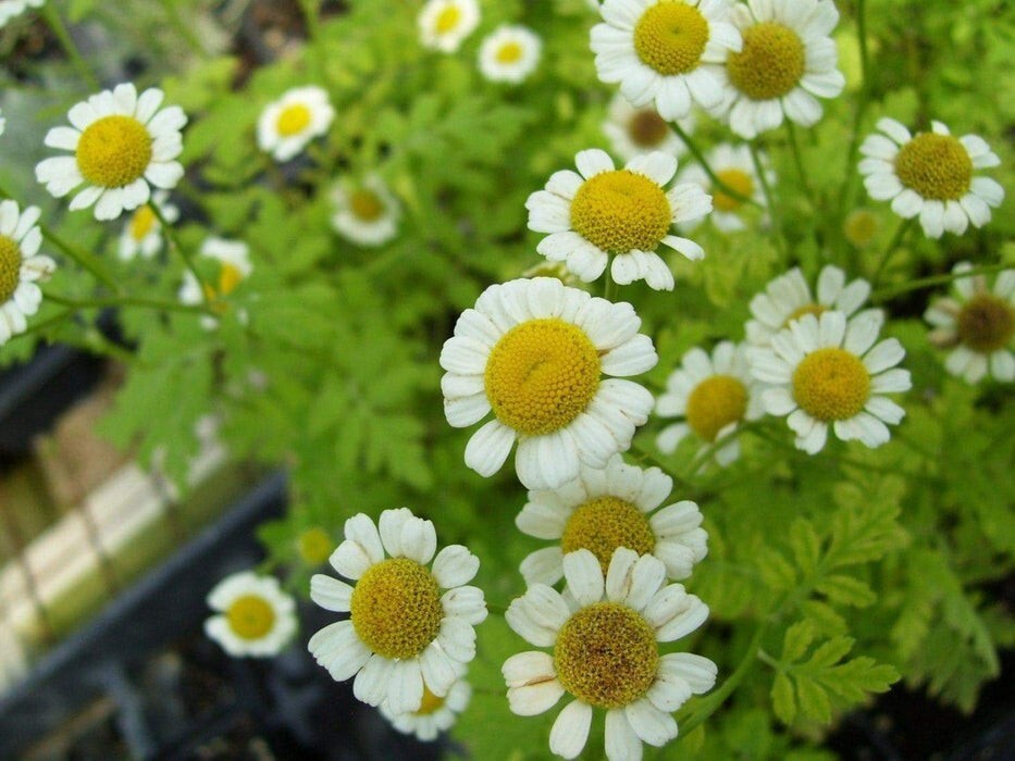 50+ Seeds| | Feverfew Chrysanthemum #M002