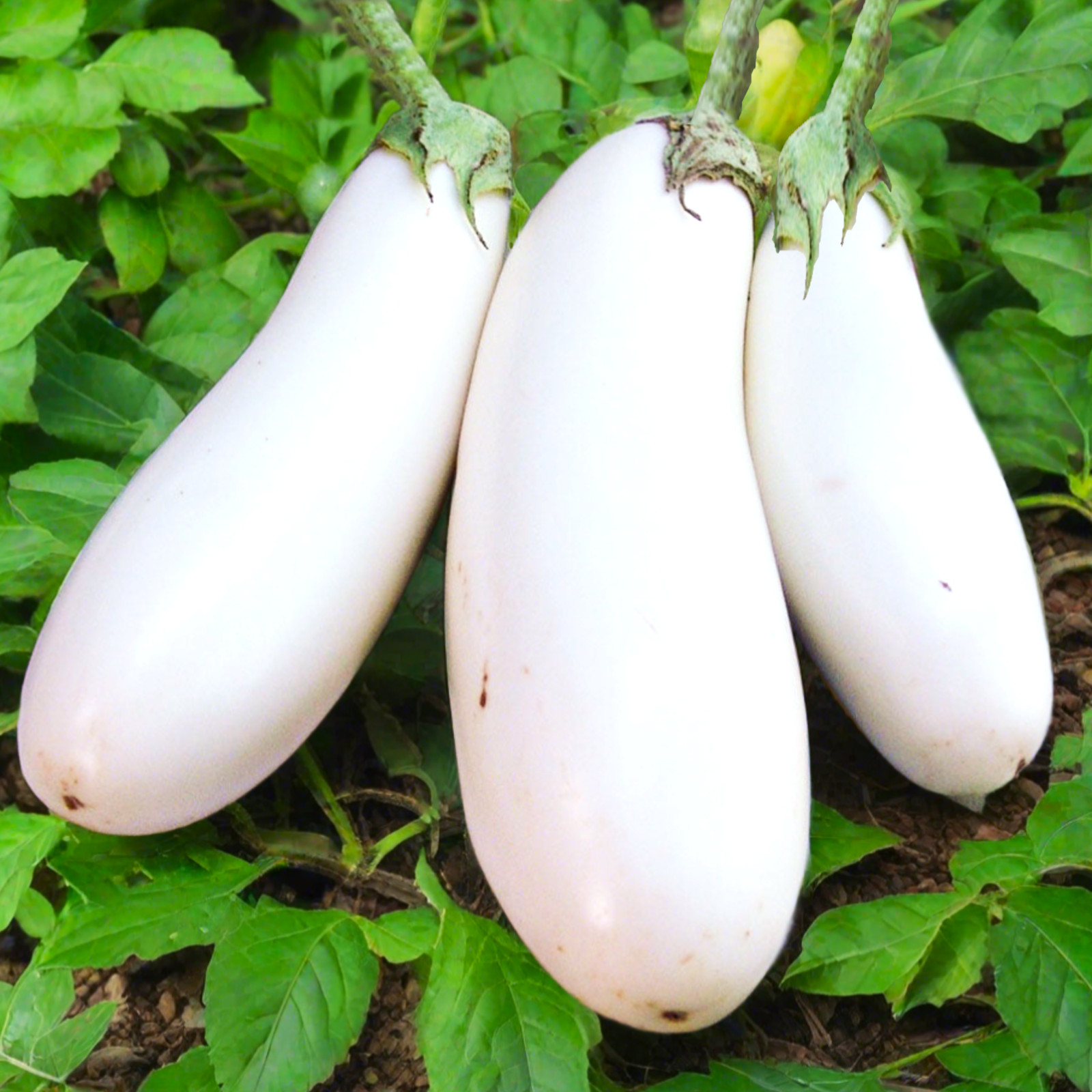 Casper White Eggplant Seeds | Aubergine Brinjal Melongene Heirloom Seed For 2025