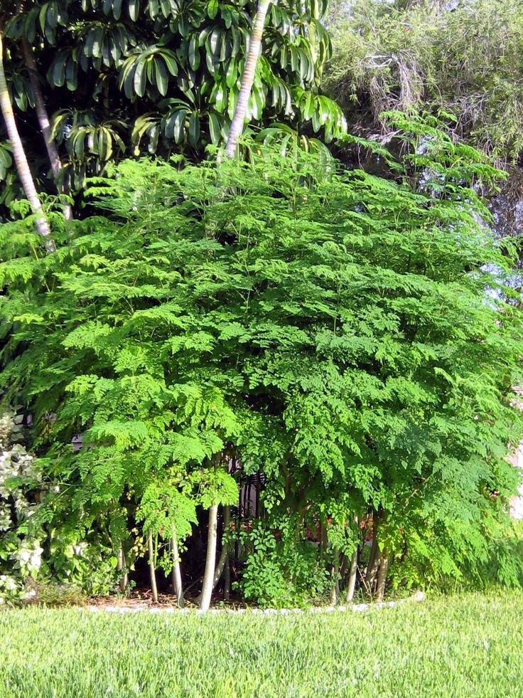 20 FRESH Moringa Oleifera Tree Seeds for Planting Organic NON-GMO Fast Growing