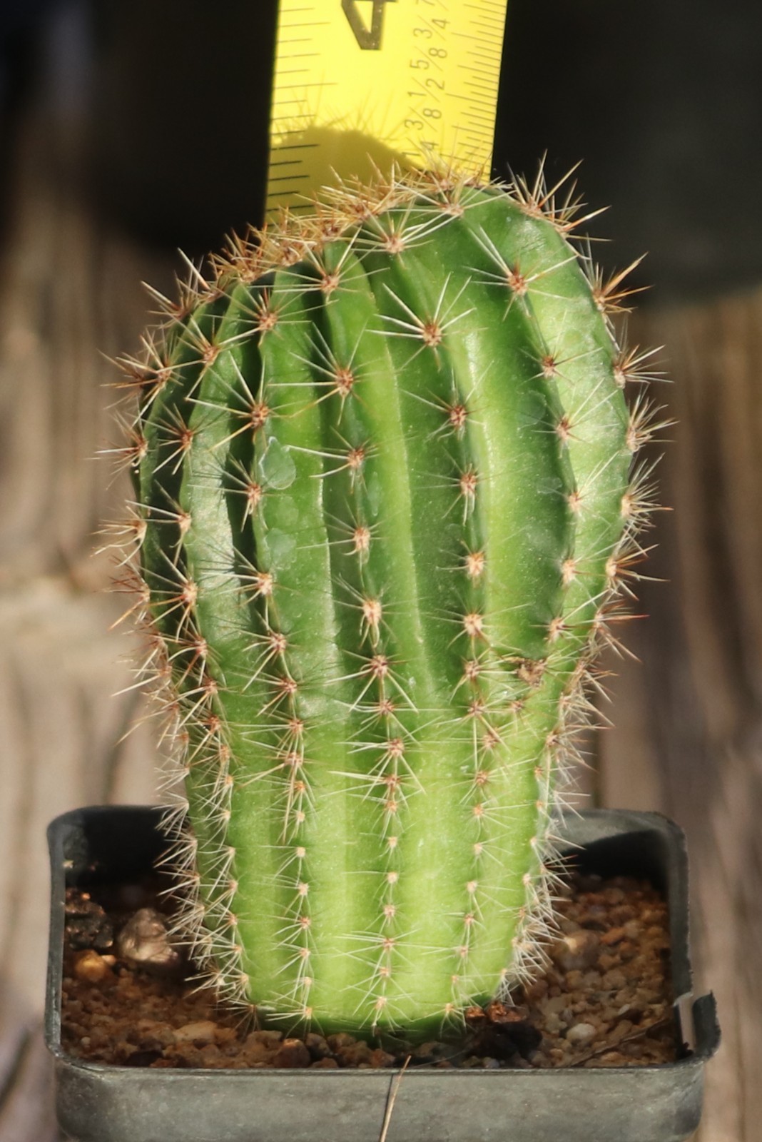 Echinopsis hybrid ‘Devon Cream’