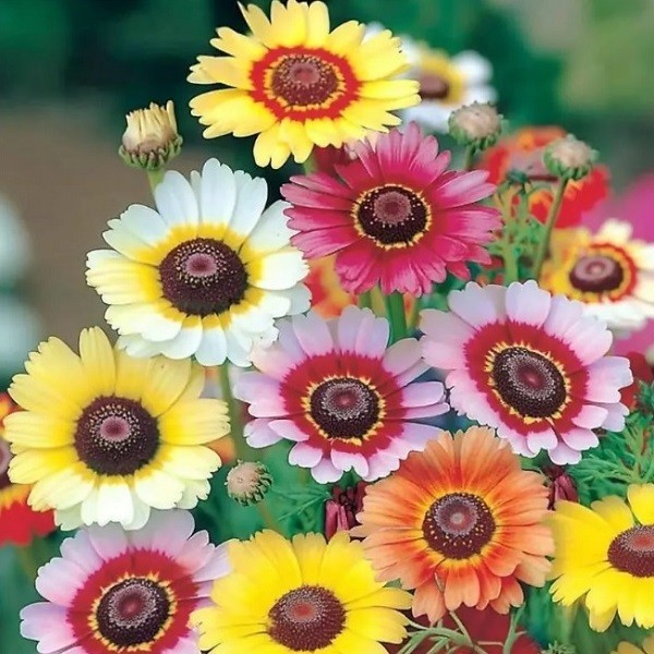 500-5,000 Painted Daisy Chrysanthemum carinatum Seeds EZ 2 Grow, Prolific Blooms