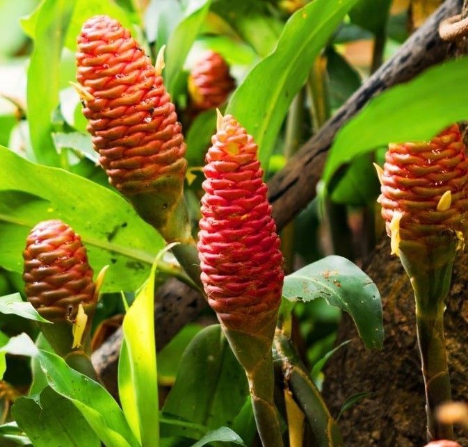 Pack 10 Shampoo Ginger Roots for Growing Perennial Garden, Awapuhi Zingiber