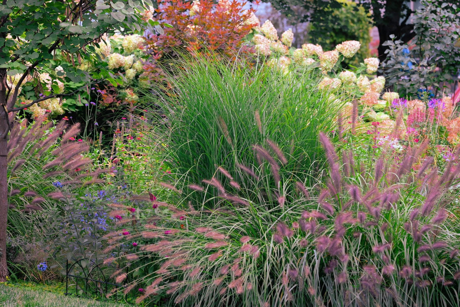 25 Dwarf Purple CHINESE FOUNTAIN GRASS Pennisetum Alopecuroides Hardy Ornamental