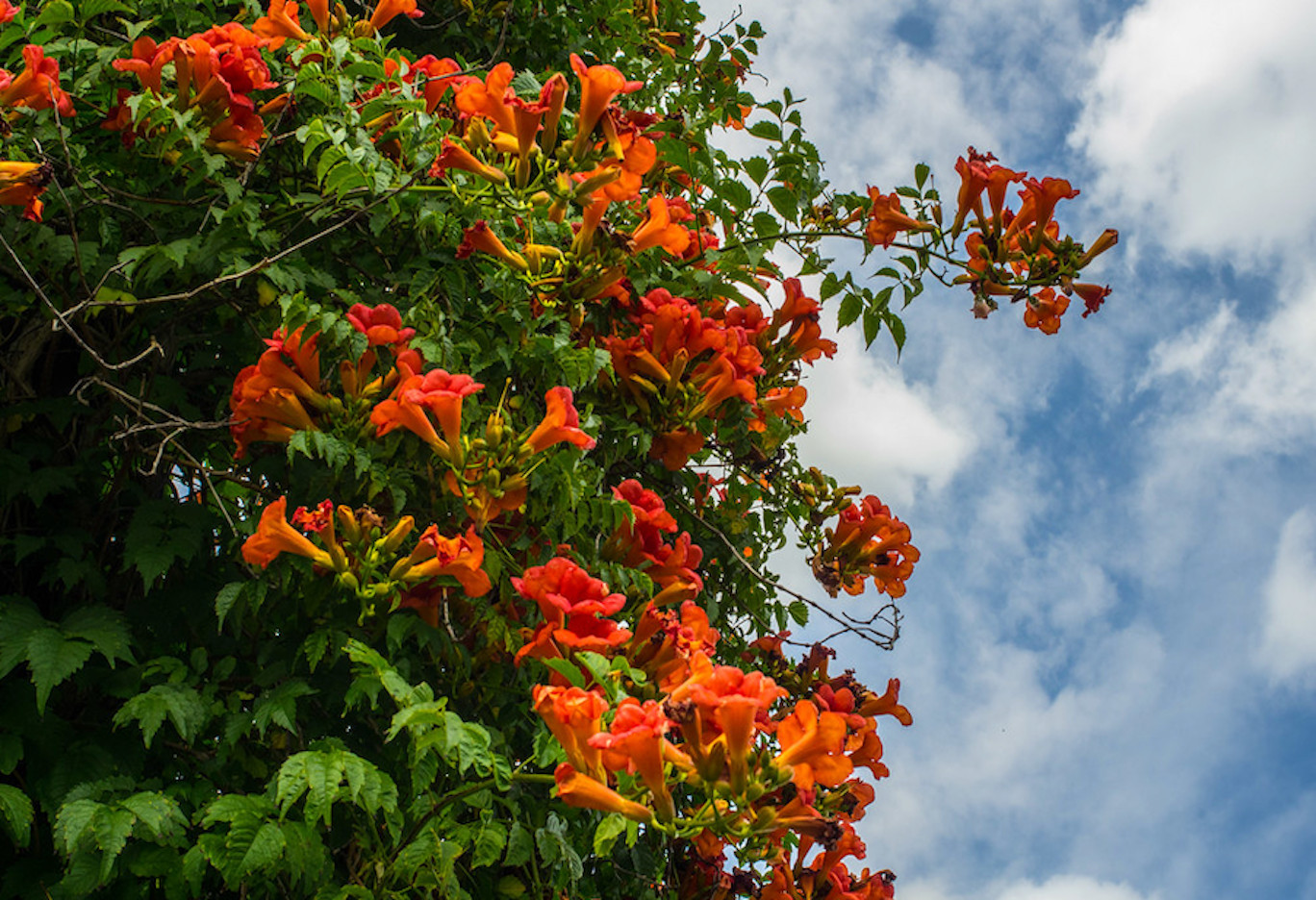TRUMPET VINE ORANGE – CAMPSIS RADICANS (100s of SEEDS) CLIMBING PERENNIAL USA