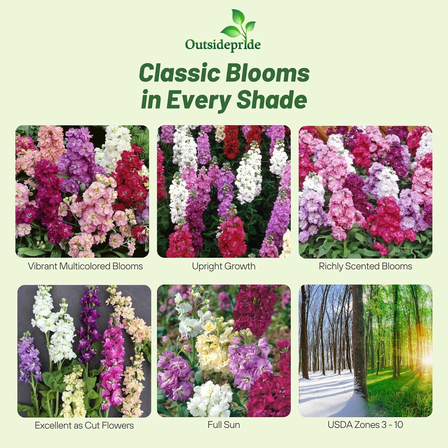 2000 Seeds Stock Seeds – Stock Ten Week Mixed Flower Seed