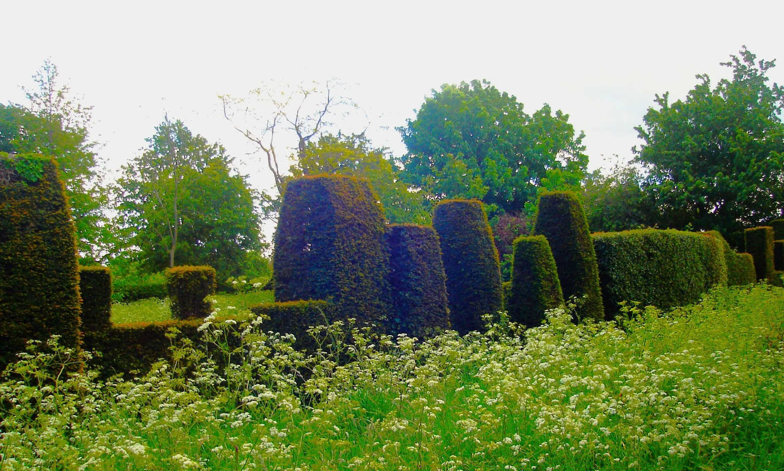 English Yew Seeds – For 2026 Planting Topiary Hedges Taxus Baccata Ornamental