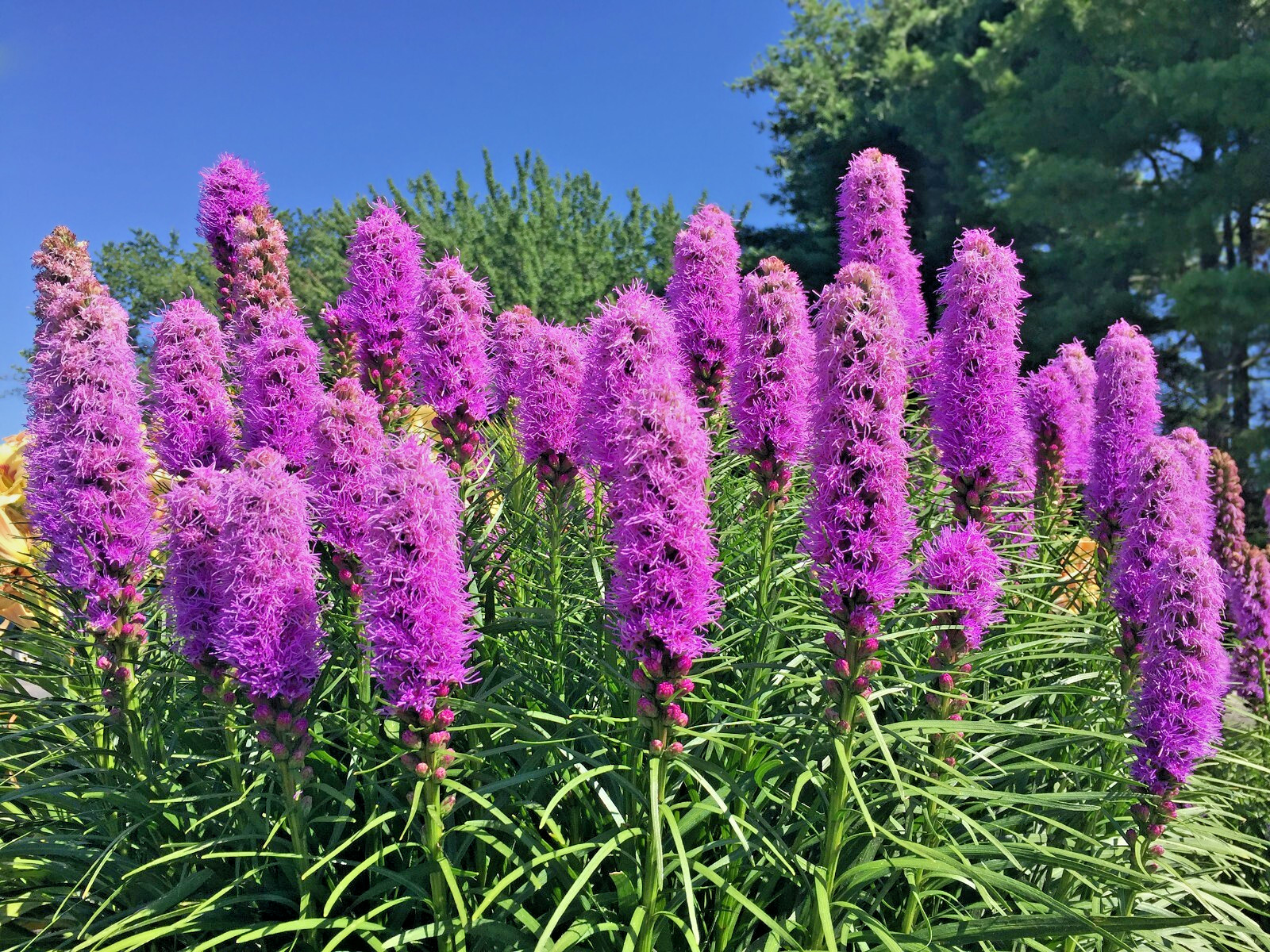 LIATRIS SPIKATA 100 SEEDS MOSTLY PURPLE A FEW WHITE, BLAZING STAR, GAYFEATHER