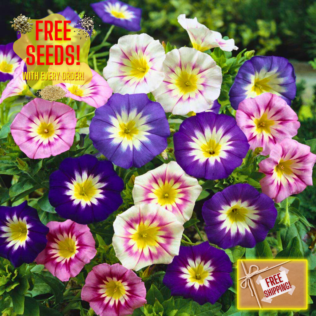 Fresh Dwarf Morning Glory Fairy Trumpets Seeds | Heirloom Non-GMO | Flower Seeds