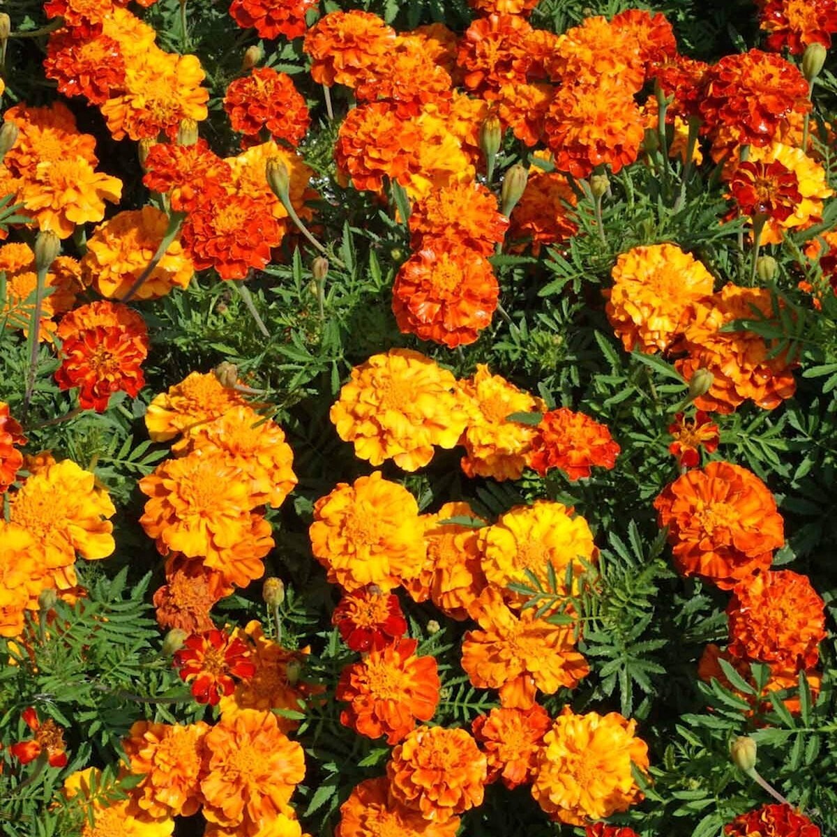 1/4 Lb Sparky Mix French Marigold Wildflower Seeds – Everwilde Farms Mylar