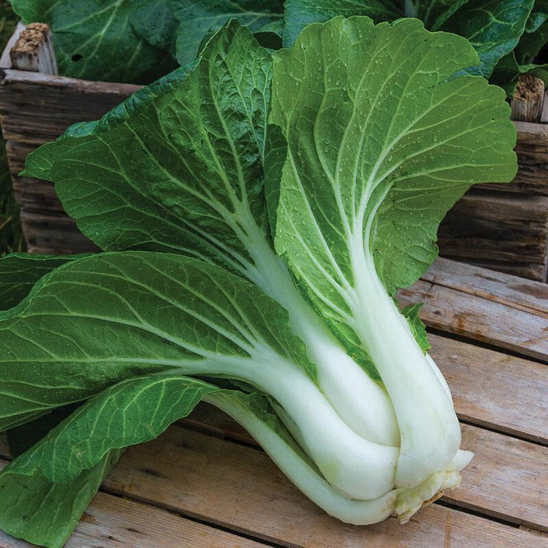 Pechay Pak Choi Seeds (200) / ORGANIC / FLORIDA GROWN / ASIAN CUISINE