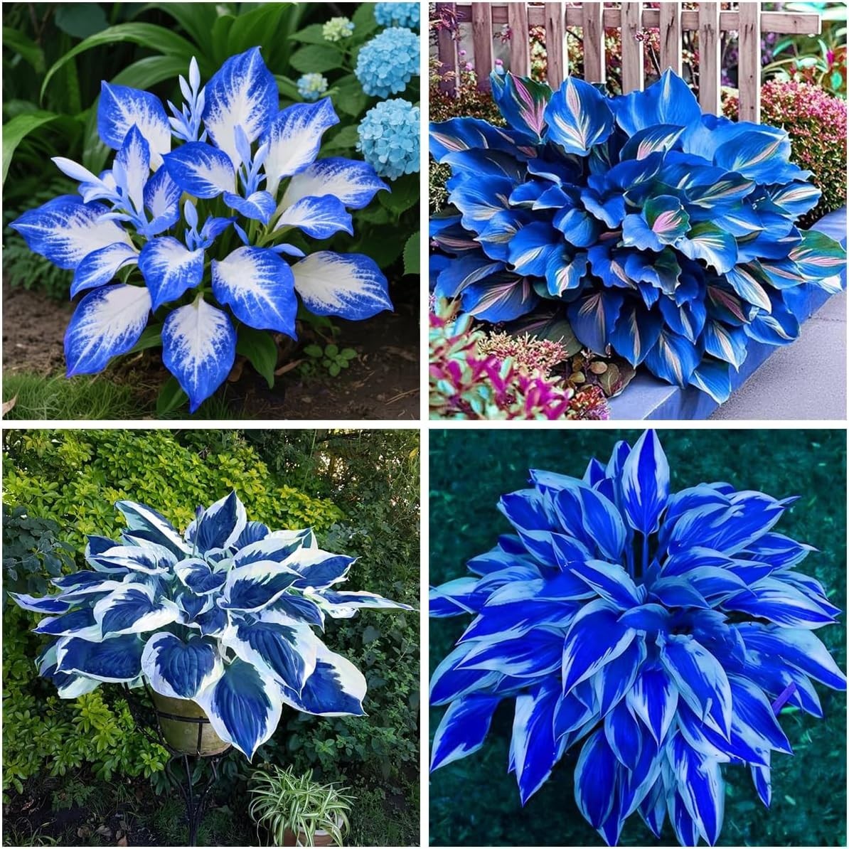 150+ Hostas Seed Midnight Blue for Planting Outdoors-Rare Hostas Seeds Dark B…