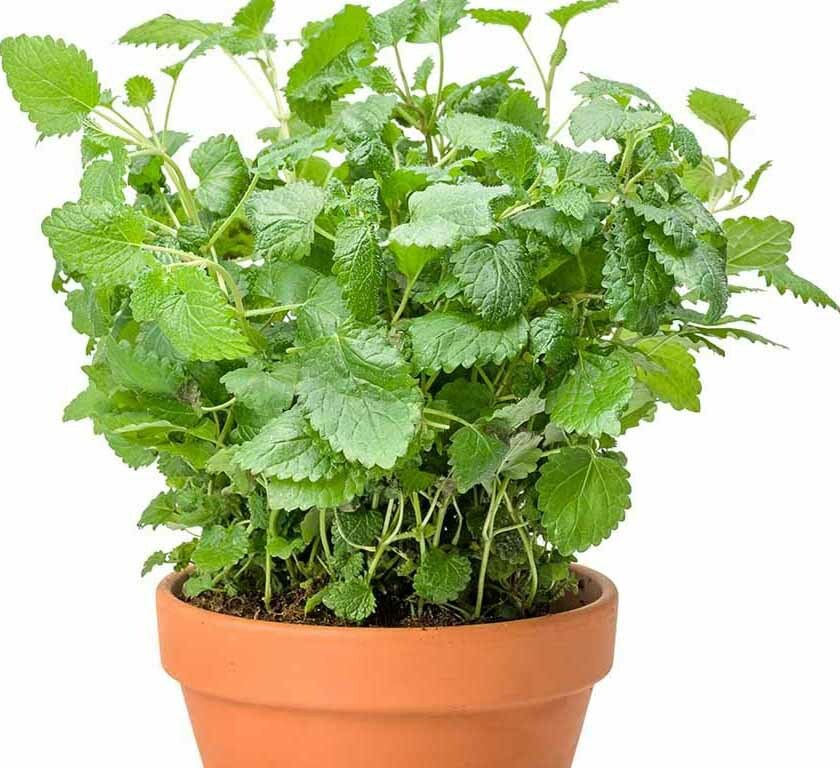 200+Lemon Balm Seeds(Melissa Officinalis)Common BalmMint Sweet Balm Heirloom USA