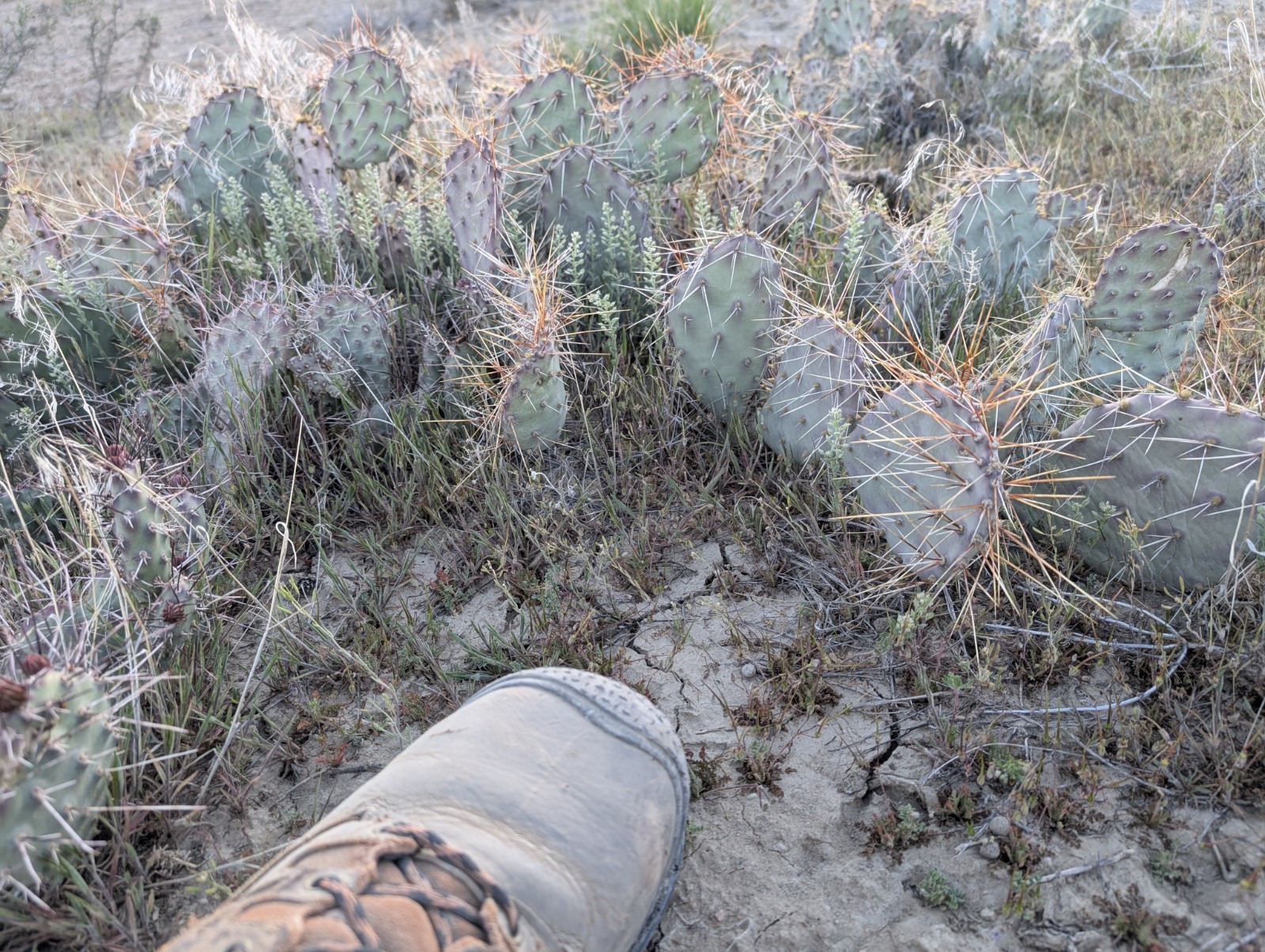 Whole Plant With Roots, Hardy, Prickly Pear, Opuntia, Cactus, Rooted, 7+ Pads,