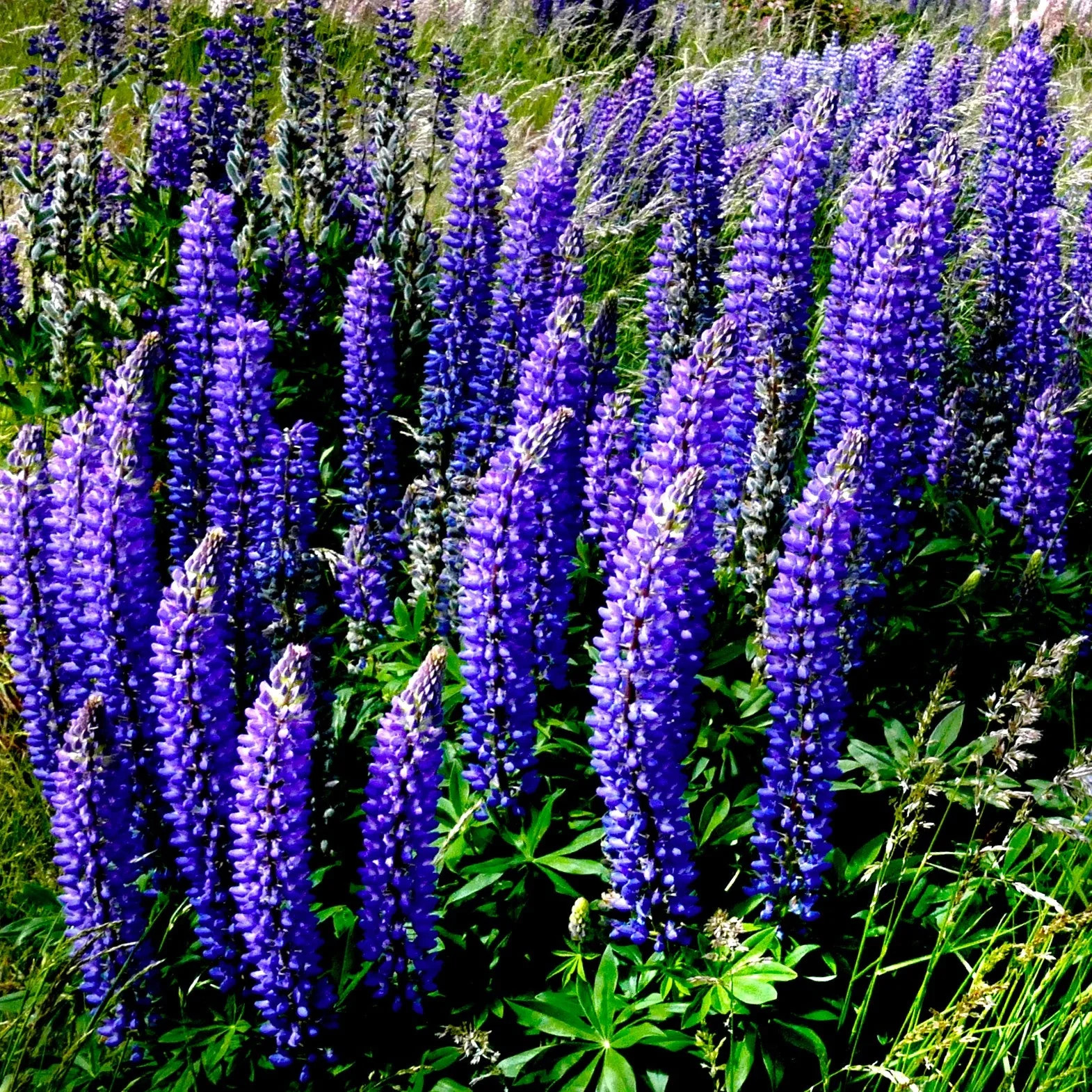 The Governor Blue Russell Lupine Seeds – For 2025 Planting Deep-Blue Lupinus