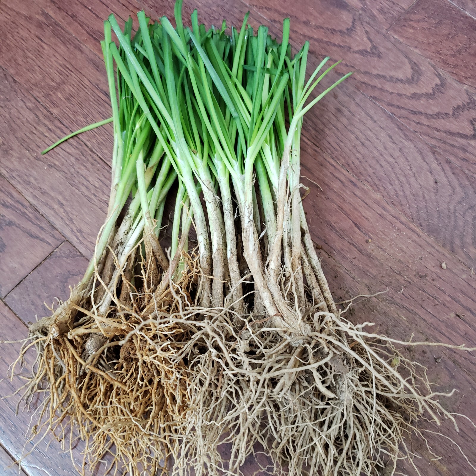 30 Live Garlic Chive Leek Plant Bare Root 韭菜根 Healthy Delicious Vegetable