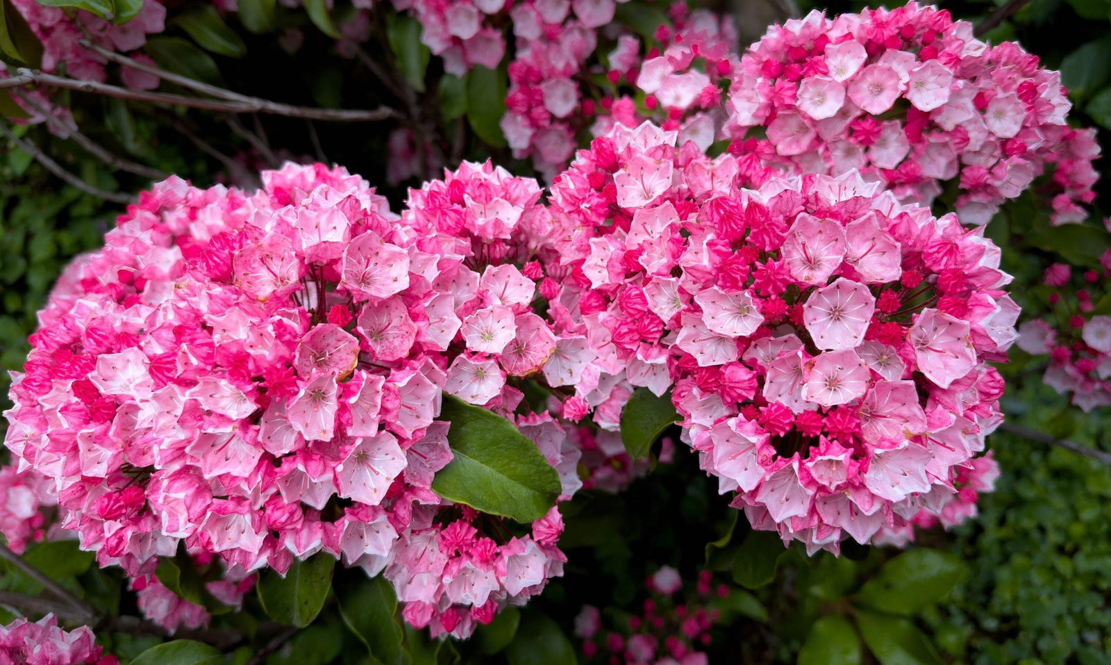 50 MOUNTAIN LAUREL White Pink Red Kalmia Latifolia Shrub Bush Seeds