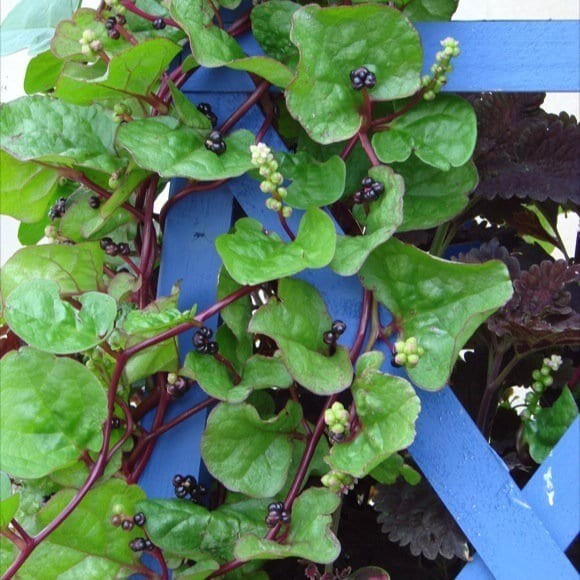 Red Stem Malabar Spinach Seeds Heat Tolerant, non bolting