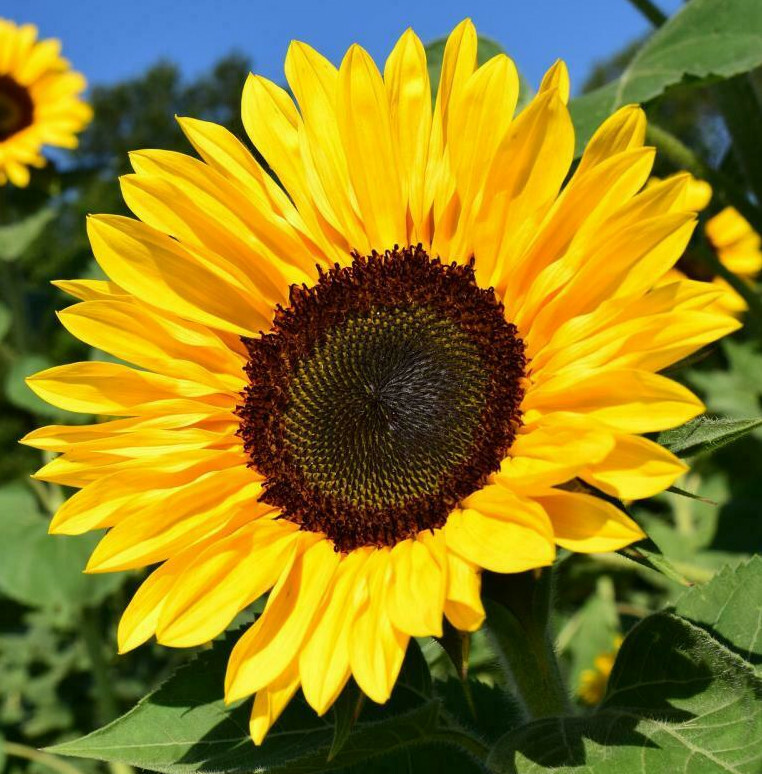 BULK Sunflower Seeds For Planting | Large Black Oil Mammoth Sun Flower Seed 2023