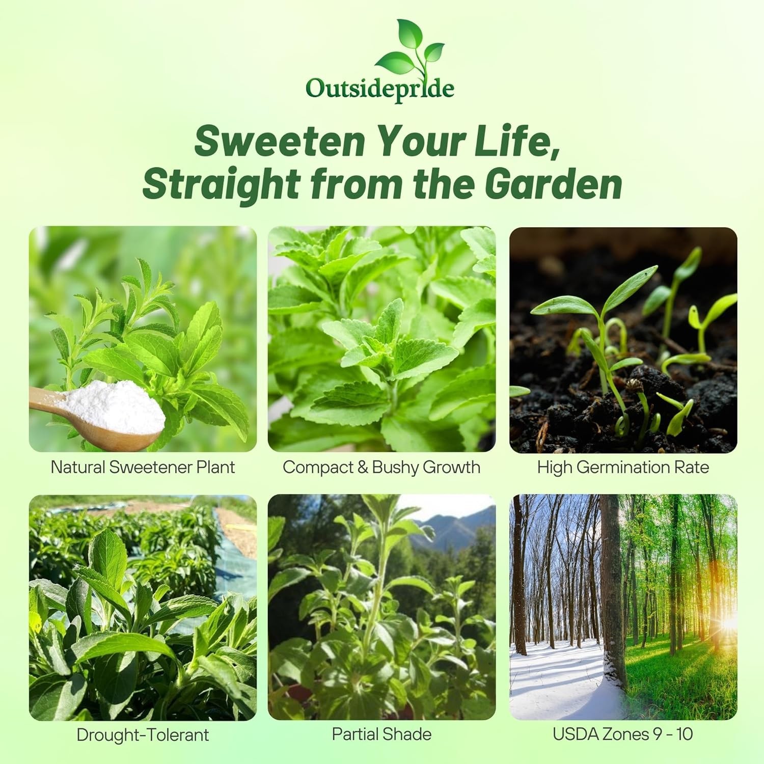 50 Seeds Stevia Seed – Sweet Leaf Herb Seeds