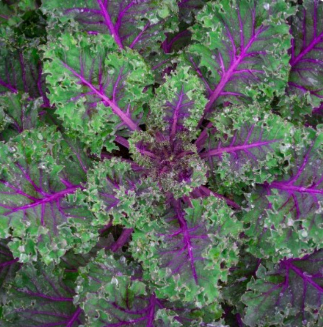 Kale RED RUSSIAN Tender, Mild Leaves Heirloom Healthy Foods KalNon-GMO 500 Seeds