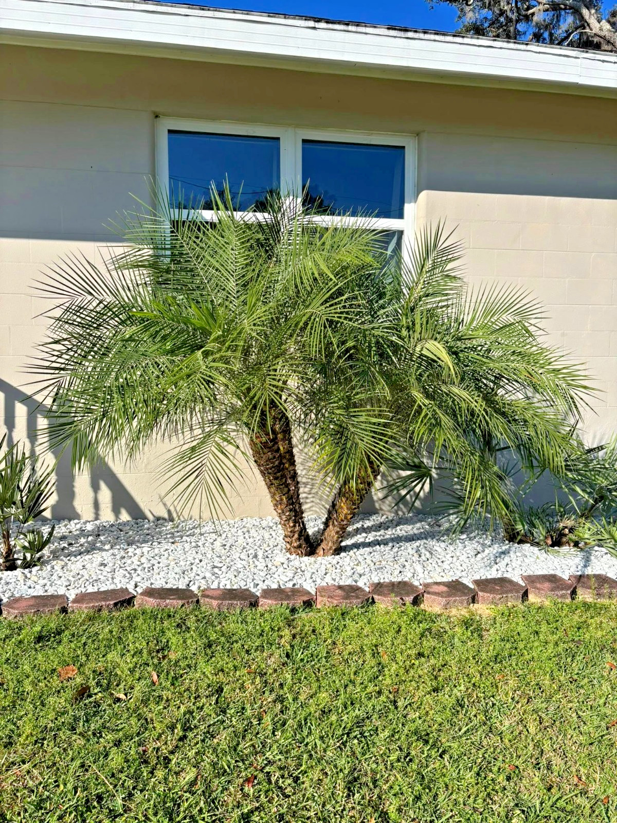 Dwarf Pygmy Date Palm Tree Seeds (Phoenix roebelinii) Great Indoor Houseplant