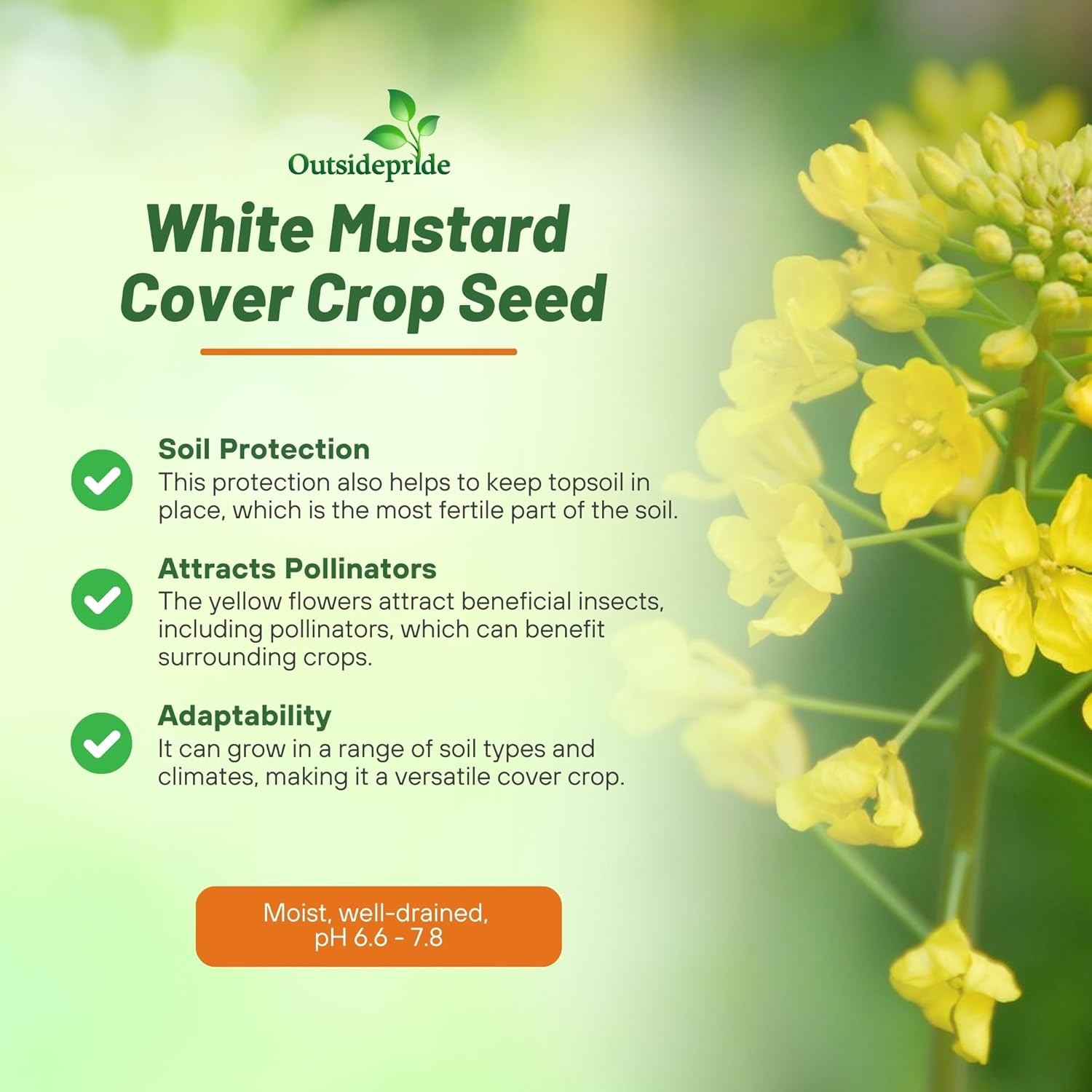 5 LBS White Mustard Seeds For Cover Crops