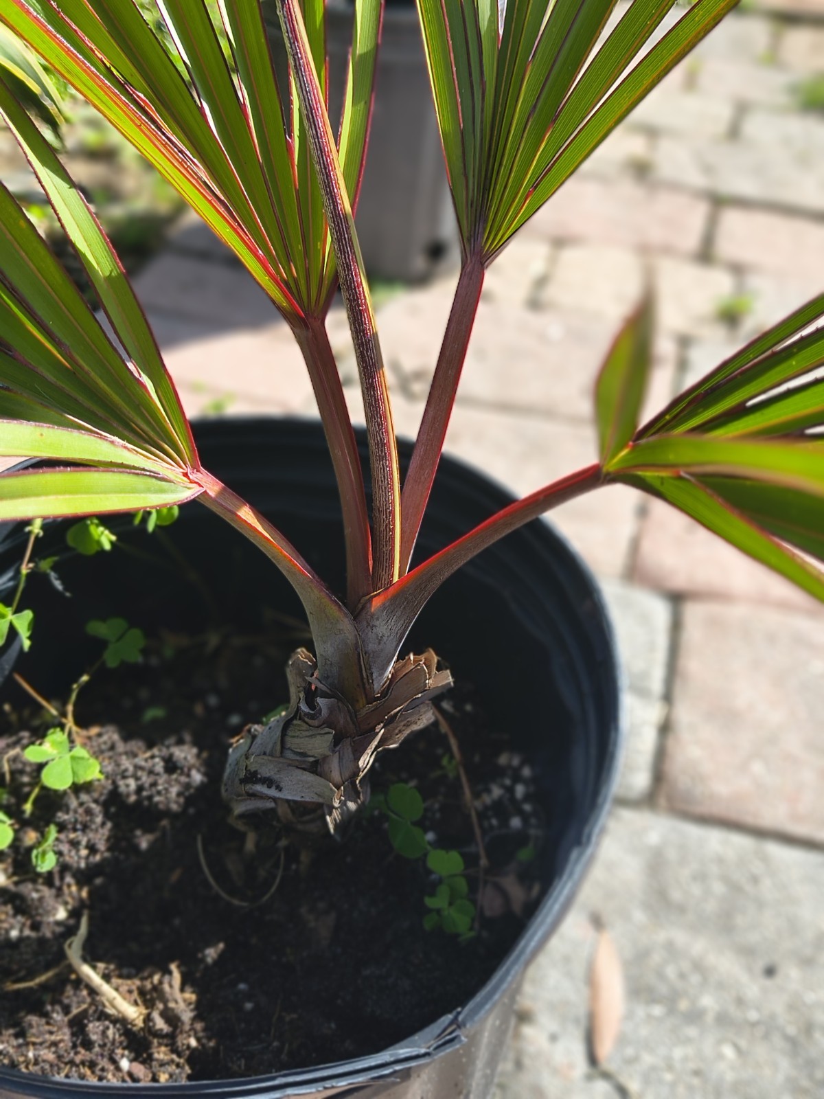 100 Exotic Red Latania ( Latan ) Ready to plant SEEDS