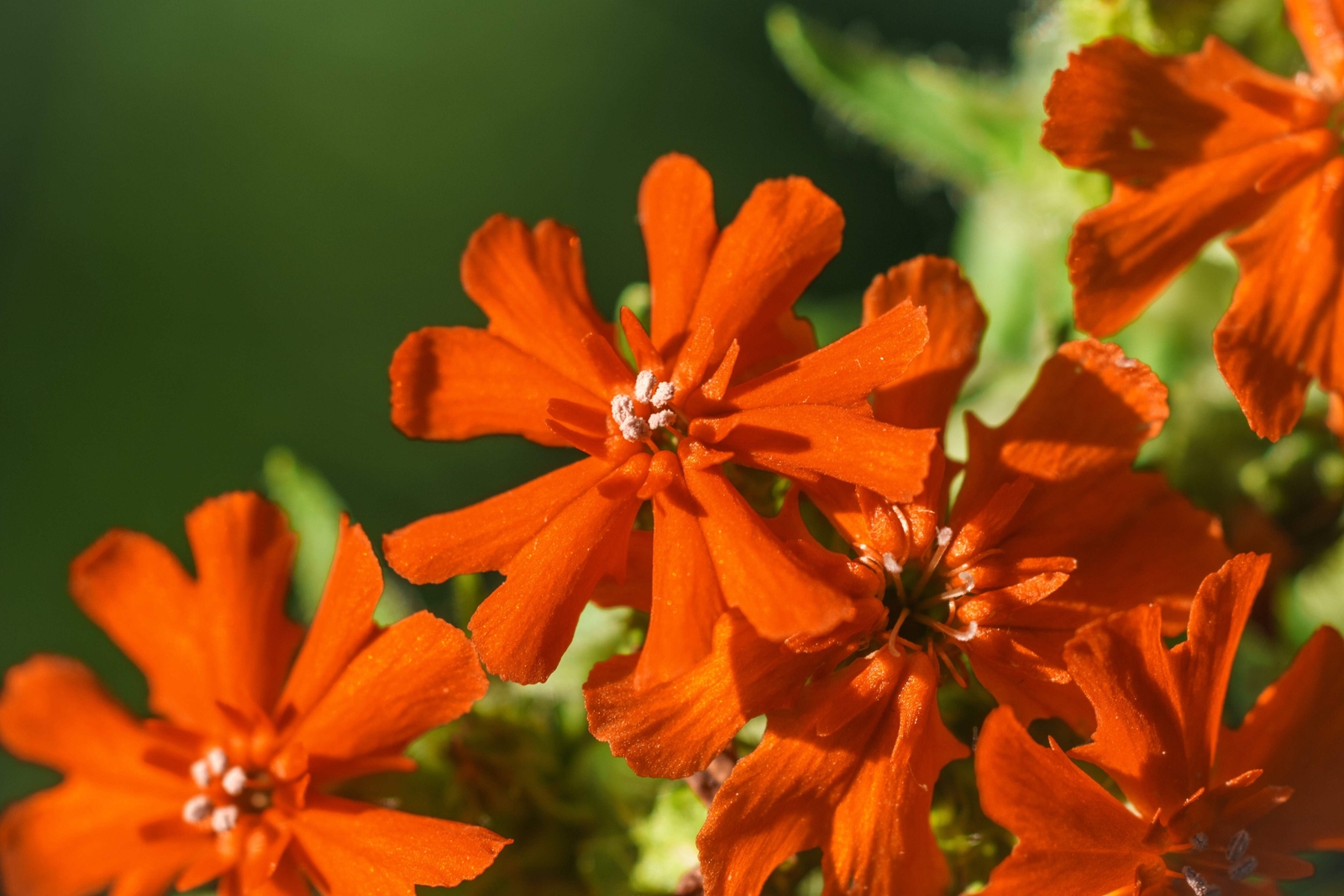 300 MALTESE CROSS (Jerusalem Cross / Campion) Lychnis Chalcedonica Flower Seeds