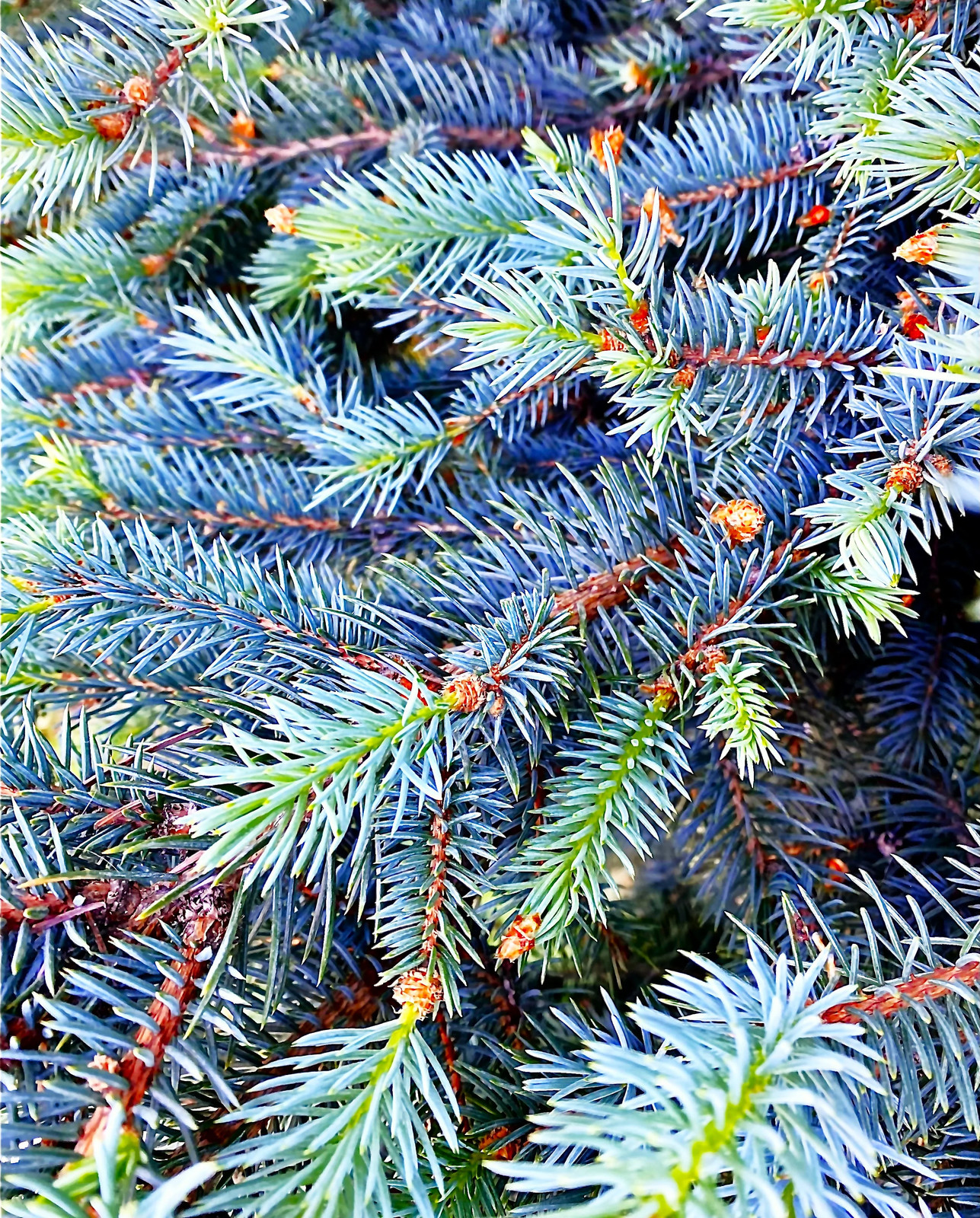 Colorado Blue Spruce Tree Seeds – For 2026 Planting Cold-Hardy Green Evergreen