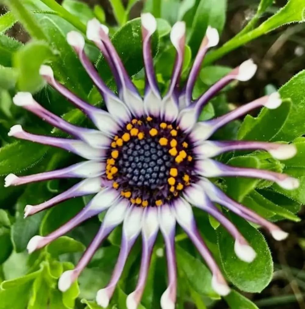 100PCS Mix Osteospermum Seeds Spider Daisy Flower Seeds