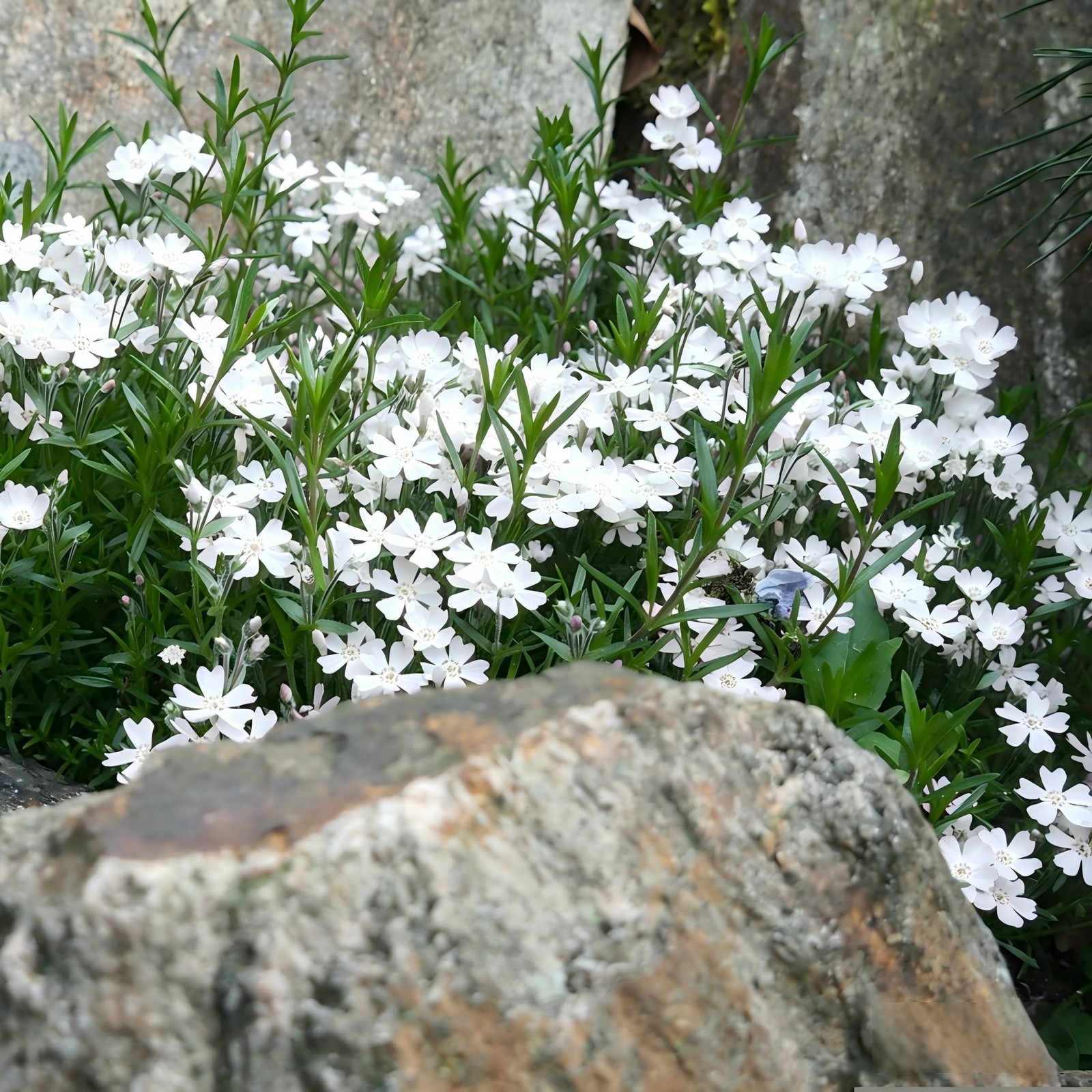 CarpetC 1000+ White Phlox Seeds for Planting, Creeping Evergreen Fragrant Sum…