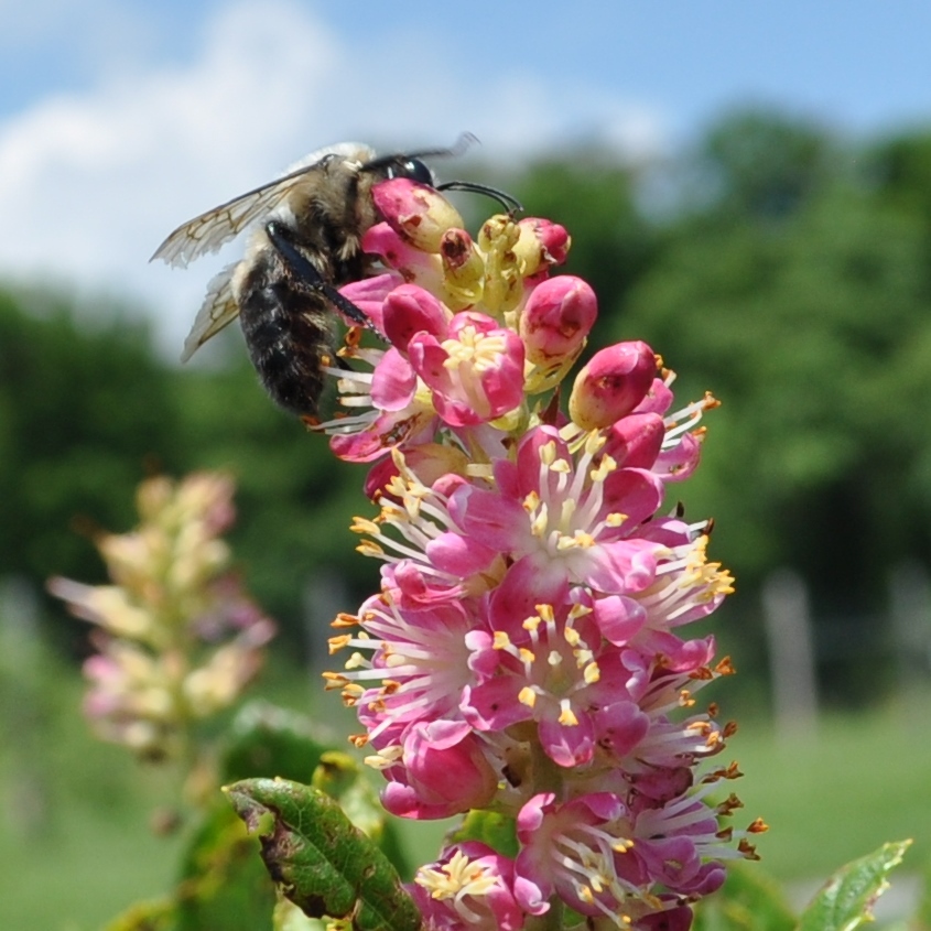 20 Pink SUMMERSWEET BUSH Clethra Alnifolia Rosea Fragrant Flower Shrub Seeds
