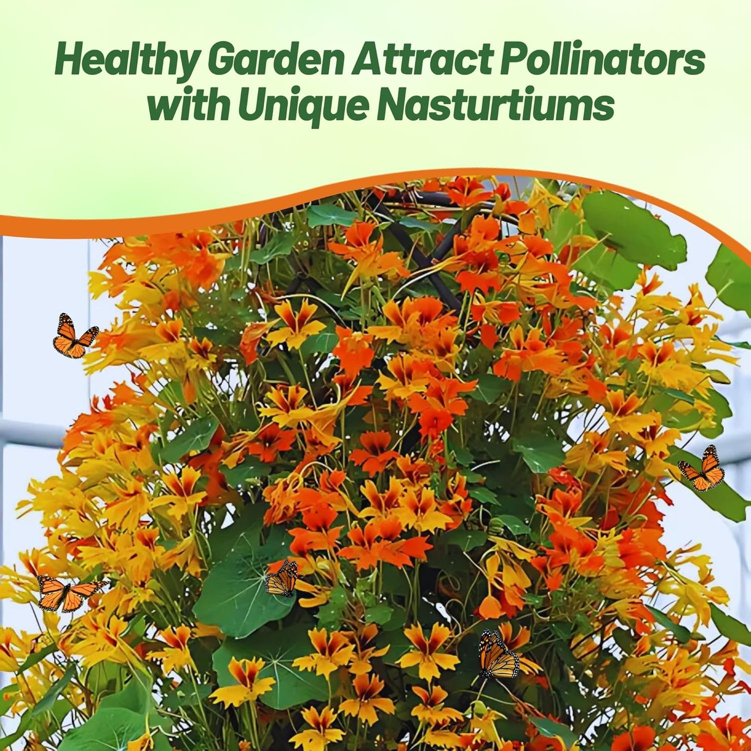 25 Seeds Nasturtium Tropaeolum Majus Phoenix Vine Seed Flower Mix