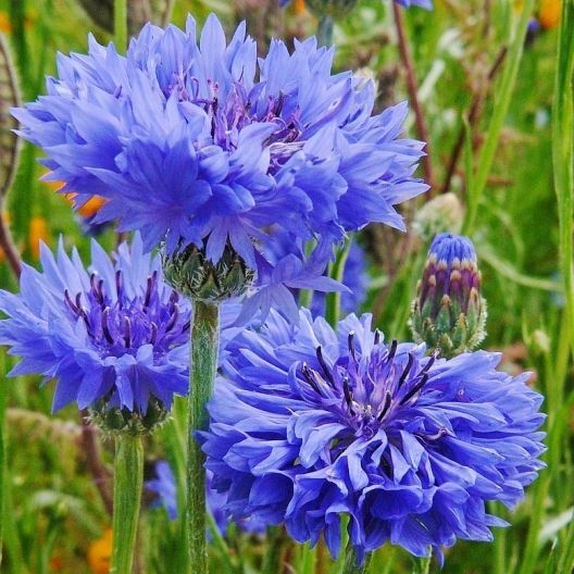 Tall Blue Cornflower Bachelor Button Seeds 200+ Flower Centaurea Cyanus FREE S&H