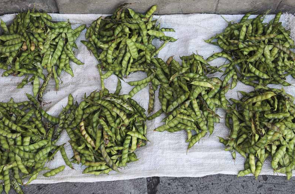 25 High Yield Gandules seeds, Pigeon Peas, Cajanus Cajan from Puerto Rico