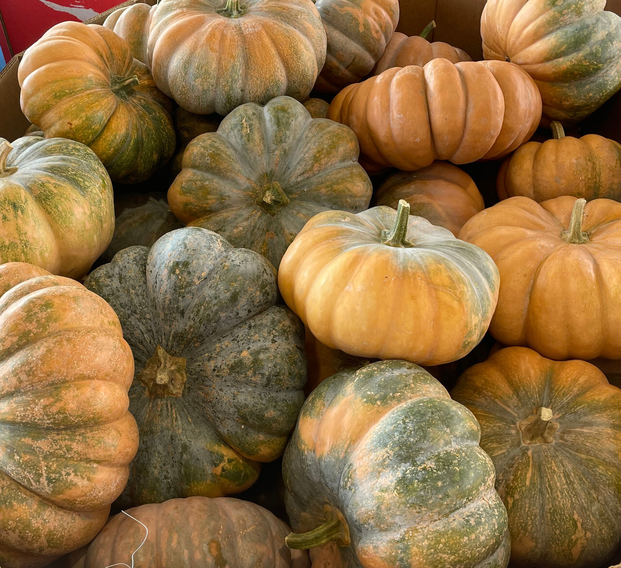 Fairy Tale Pumpkin Seeds, Musque de Provence, NON-GMO, Heirloom, FREE SHIPPING