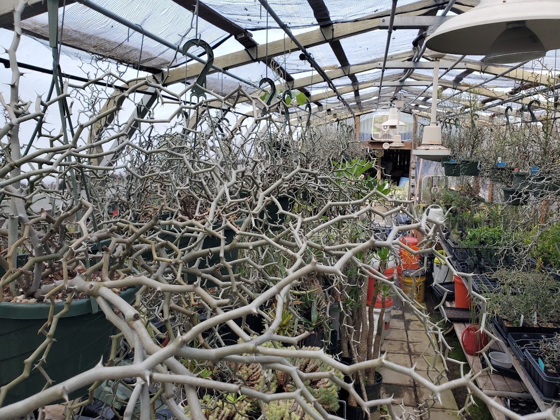Decarya madagascariensis – Zig Zag Plant – Madagascar – Rooted Lot Dm1