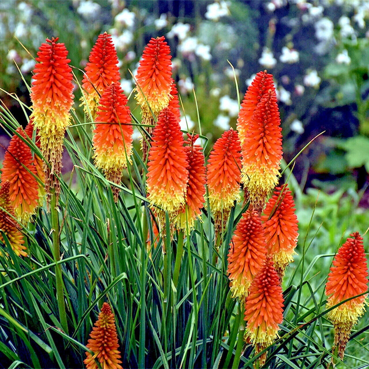 20 “RARE DWARF” FIRE DANCE Torch Lily Flower Seeds Kniphofia hirsuta Hardy Plant