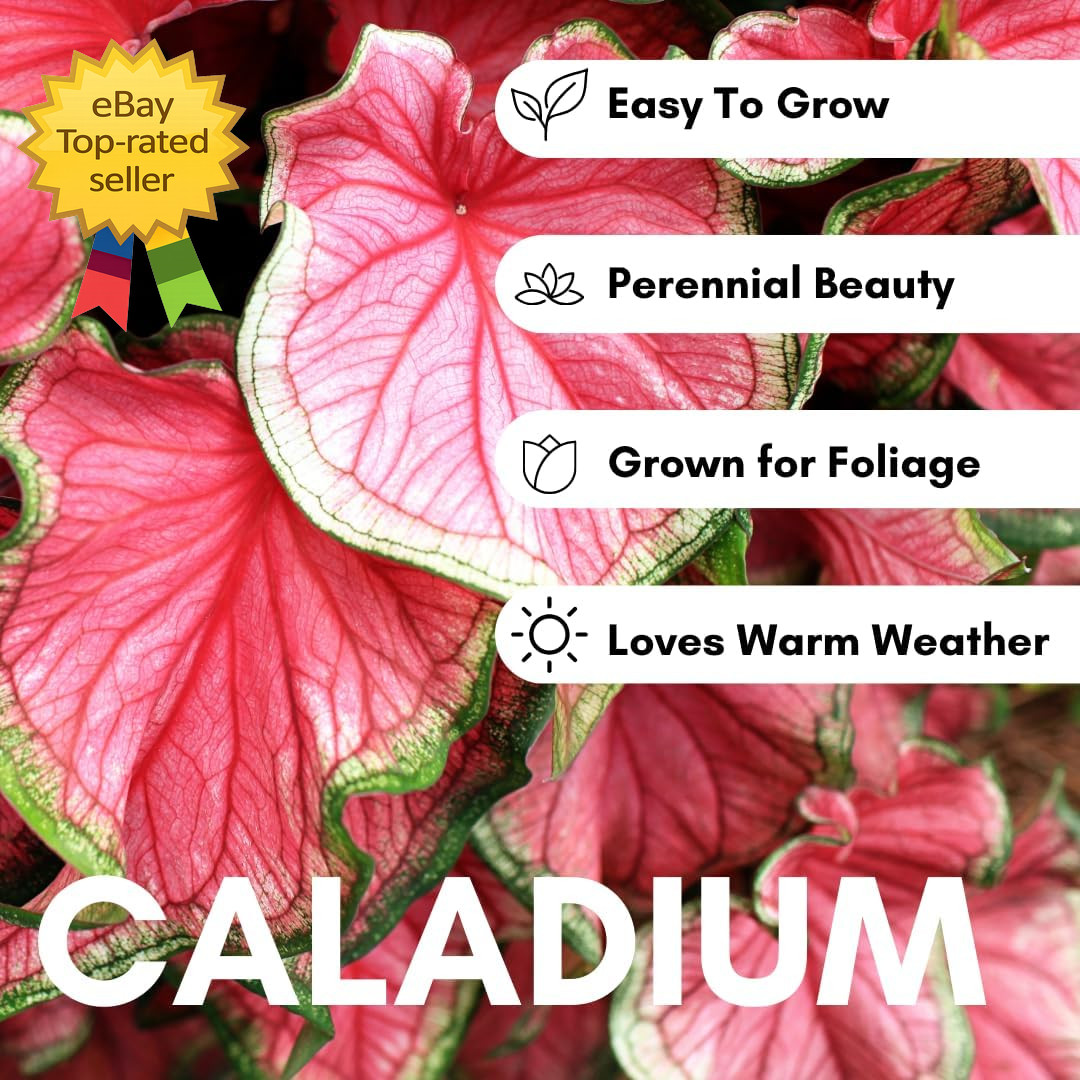 Pink Princess Caladium Bulbs for Planting Vibrant Pink Green Shade Garden Plants