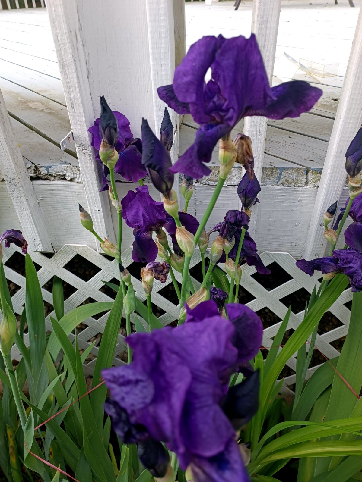 2 IRIS BULBS w/roots Ready to Plant, Black Purple Color