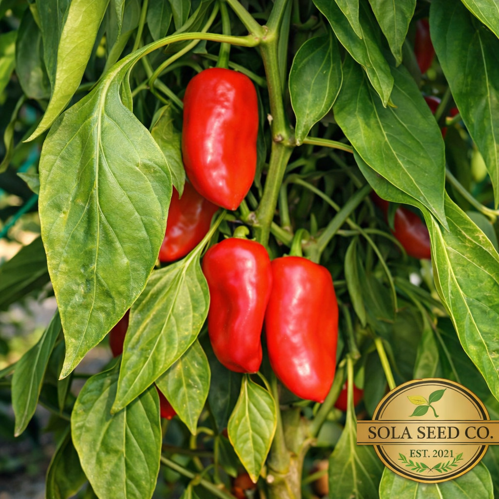 25 Organic Lunchbox Sweet Pepper Seeds Mix Red Orange Yellow 25+ Seeds Heirloom